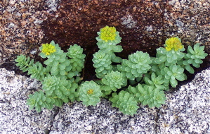 plants growing in rocks